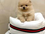 Pomeranianpuppies WhatsApp 13055042855 - фото 2