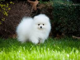 Померанского шпица