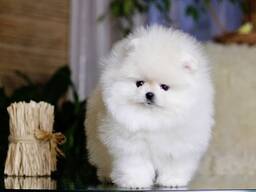 Pomeranian Welpen Boo