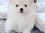 Absolutely Szpic Pomeranian Welpen, - фото 2