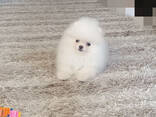 Померанский шпиц - фото 2