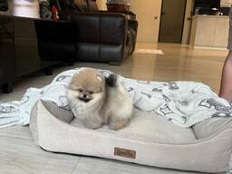 Померанский шпиц