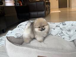 Померанский шпиц