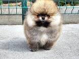Померанского шпица. - фото 2