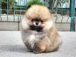 Щенки померанского шпица доступны для покупки - фото 2