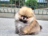 Померанского шпица. - фото 3