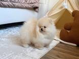 Щенков померанского шпица - фото 2