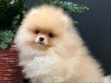 Щенки померанского шпица - фото 2