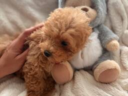 Предлагаются прекрасные щенки мальтипу