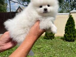 Прекрасные щенки 12 недель ищут свой постоянный дом