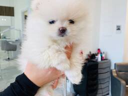 Померанского шпица.