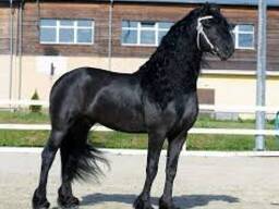 Pretty Frisian horse available