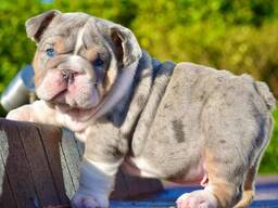 Английский бульдог на продажу