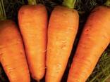 Продам морковь оптом Казахстан - фото 1