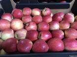 Продам польские яблоки - фото 1