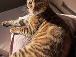 Продаю бенгальскую кошечку - фото 1