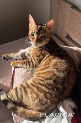 Продаю бенгальскую кошечку
