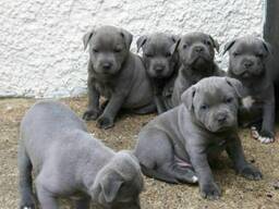 3 weibliche / 5 männliche Staffordshire Bullterrier-Welpen zu verkaufen.