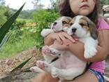 Wir bieten einen wunderschönen Beagle an - photo 3