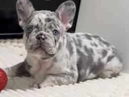 Щенки французского бульдогаxvv