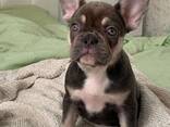 Щенки французского бульдогаxvv - фото 1