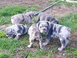 Щенки французского бульдогаxvv - фото 2