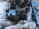 Щенки французского бульдогаxvv - фото 3