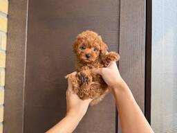 Продаются щенки той-пуделя