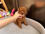 Продаются щенки той-пуделя - фото 1