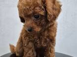 Той-пуделя - фото 3