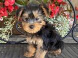 Продаются щенки йоркширского терьера, - фото 2