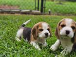 Wunderschöne Beagle-Welpen abzugeben. - фото 2