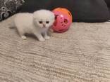 Продажа кошечки - фото 1