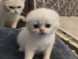 Продажа кошечки - фото 3