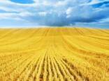 Пшеница кукуруза ячмень - фото 1