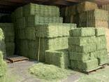 Qualitäts-Lufafa-Heu für Tierfuttermittel Alfalfa - фото 3