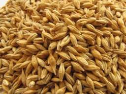 Qualitätsgerstenkorn in loser Schüttung, Gerste