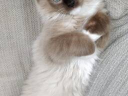 Wunderschöne Ragdoll-Kätzchen