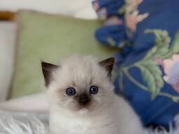 Ragdoll-Kätzchen (TICA) zu verkaufen