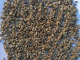 Расторопша происхождение Казахстан