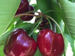 Red Sweet Cherry from Bulgaria