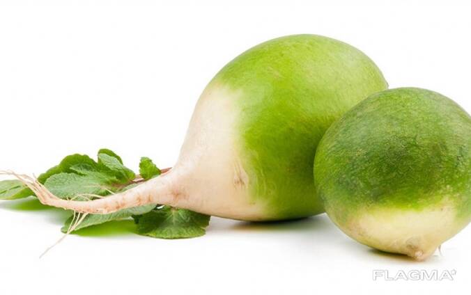Fresh green radish from Uzbekistan