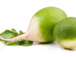 Fresh green radish from Uzbekistan