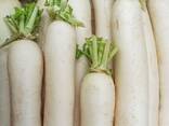 Radish variety daikon from Uzbekistan - фото 1