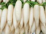 Radish variety daikon from Uzbekistan - фото 2