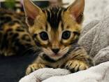 Reinrassige Bengal Kitten mit Champion-Genen | бенгальские котята - фото 1