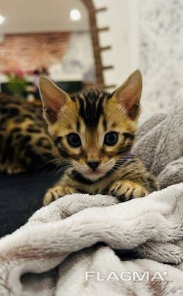 Reinrassige Bengal Kitten mit Champion-Genen | бенгальские котята