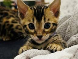 Reinkarnation von Bengalkätzchen mit Champion-Genen | Bengal-Kätzchen
