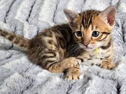 Reinrassige Bengal-Kitten zur Vermittlung/zum Verkauf