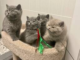 Reinrassige Britisch Kurzhaar-Kätzchen.